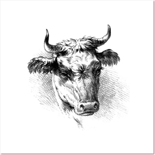 Bull's Head Black and White Illustration Posters and Art